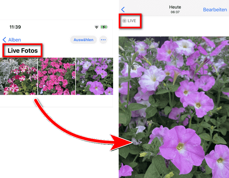 Live Fotos importieren auf iPhone ohne iTunes
